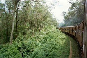 By train through jungle