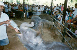 Elephant calfs feeding