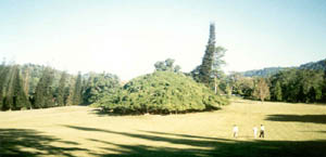 Kandy. Peradeniya Botanic Gardens