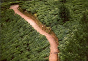 Close up. Pass through the tea-plantation